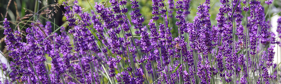 Lavender Blossoms to make Lavender Essential Oil