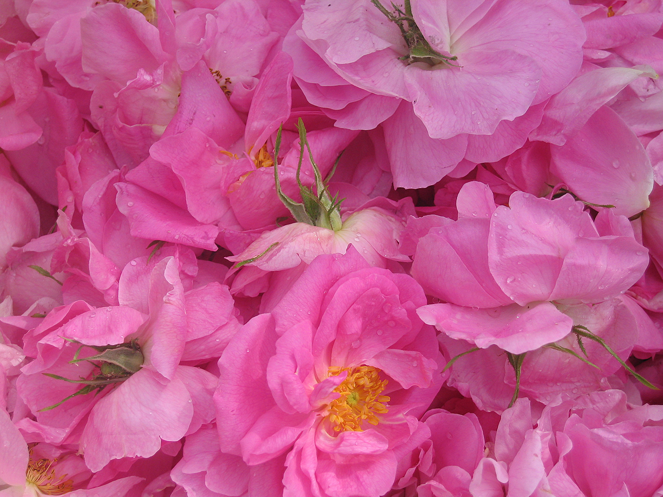 Damascena rose blossoms to make Rose Essential Oil and Water
